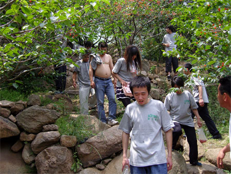 青岛崂山樱桃节，适之宝员工游崂山吃樱桃